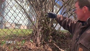 Day 5: Removing invasive plants around chainlink fence