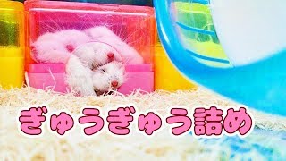 【ハムスター】ぎゅうぎゅう詰めになって掃除を大人しく待つ姿が可愛かった