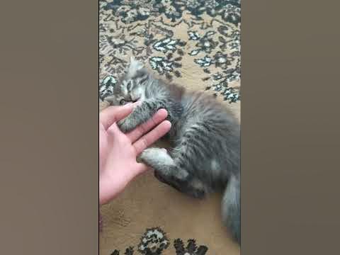 Мысық - YouTube