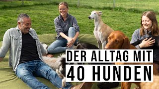 Unser REVIERALLTAG! 🤗 So leben wir im Revier für Hunde mit täglich bis zu 45 Hunden...