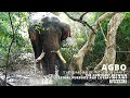 The guardian of the gentle giants | Treatment of Agbo elephant Episode 03