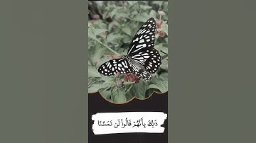 مقام "حجاز" للقارئ ادريس حسن الكردي