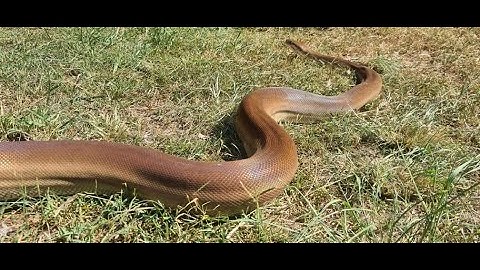 The Olive Python Precious