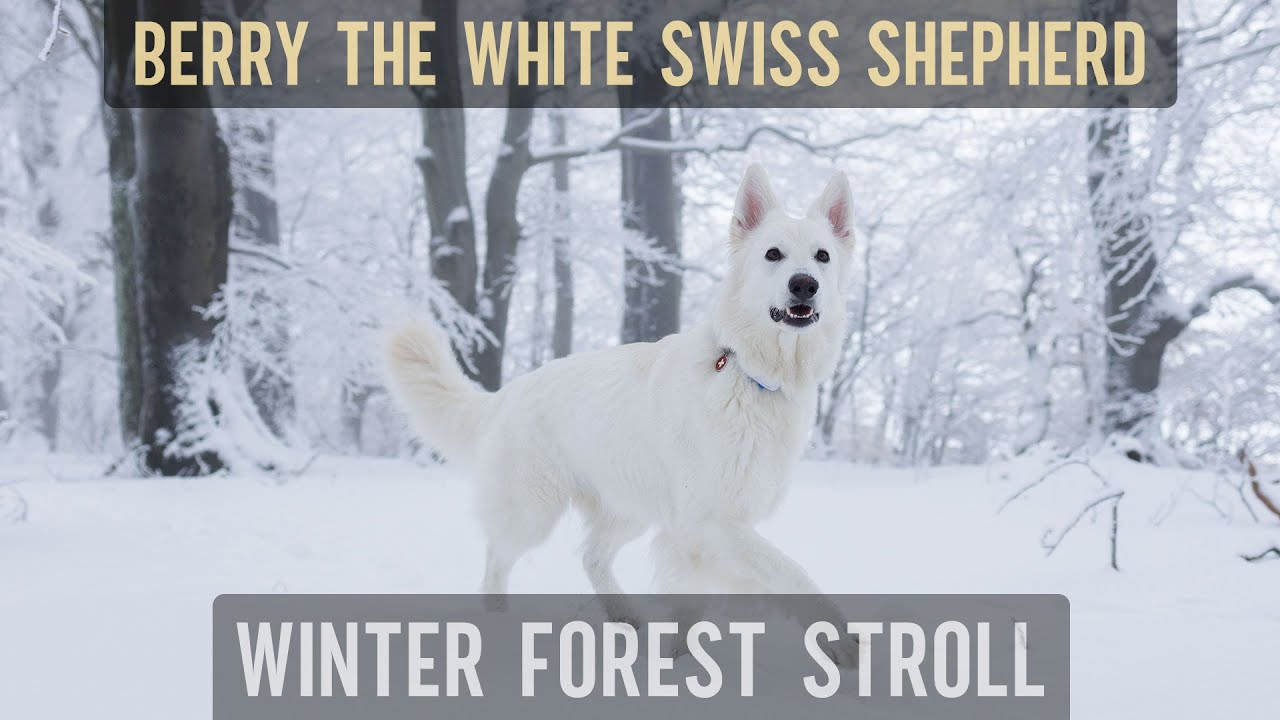 Stroll in a beautiful winter forest with Berry the #WhiteSwissShepherd