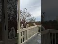THE BIRDS (by Alfred Hitchcock) !? #cockatoo #birdwatching #shorts