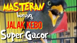 Download Lagu BURUNG JALAK KEBO GACOR COCOK BUAT MASTERAN BURUNG OCEHAN MURAI MP3