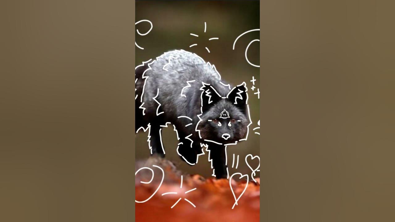 #therian silver/black fox pfp for therians - YouTube