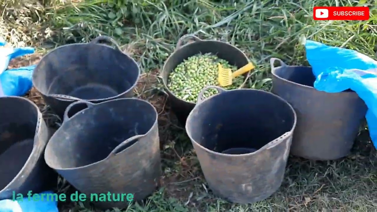 مقارنة الطريقة العصرية للجني الزيتون (vibreur)و التقليدية