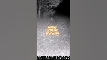 Buck Working Vine Scrape #bowhunting #foodplots #whitetaildeer #bucks