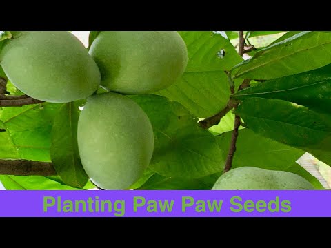 Video: Pawpaw Tree Care - Pawpaw Trees İçin Büyüme Koşulları