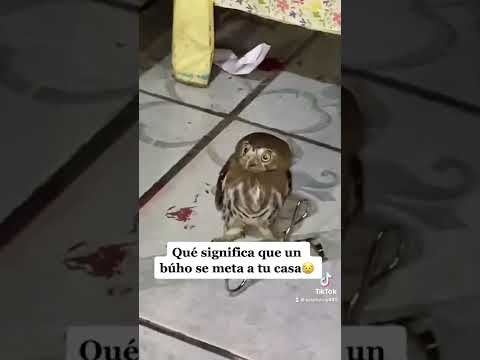 Qué significa que