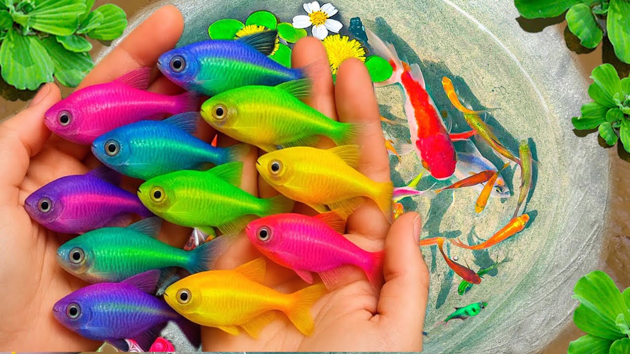 Удивительный улов декоративных рыб в гигантских разноцветных яйцах: золотые рыбки, черные гуппи, ...