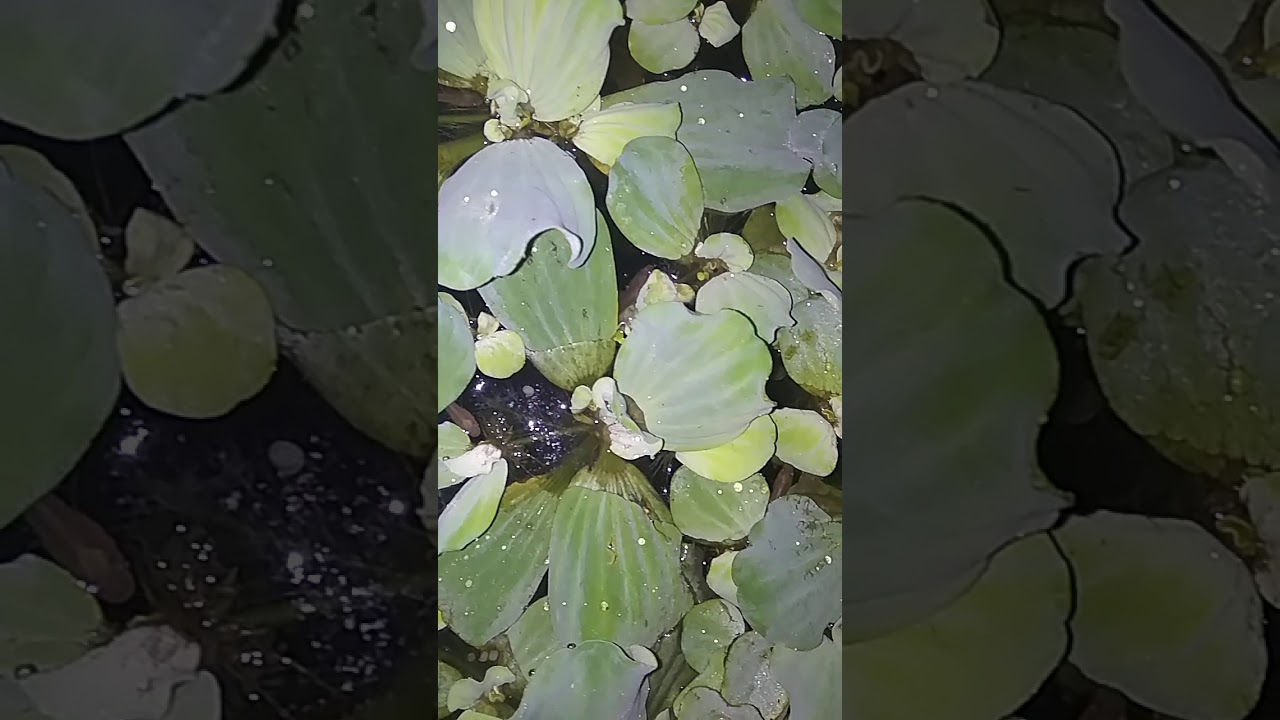 Belajar budidaya ikan gabus/haruan dalam drum , tebar benih 200 ekor