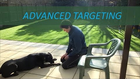 Dog Training - Advanced Targeting - Nose Touch an Object
