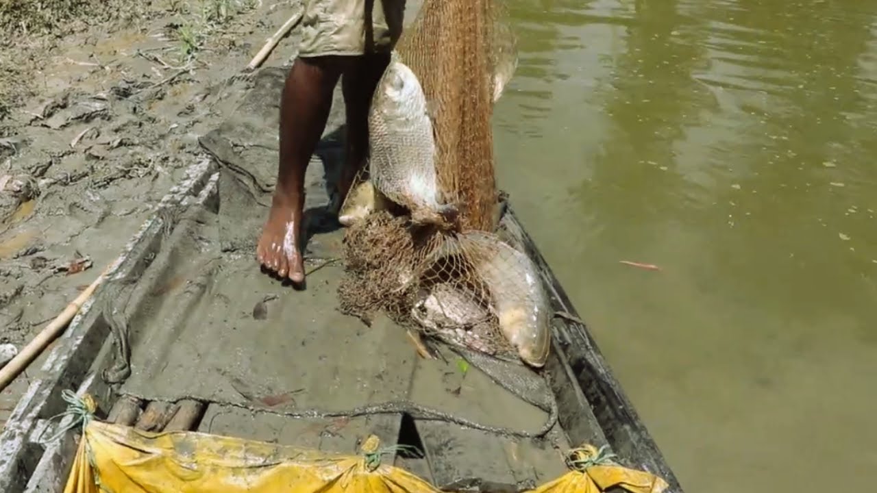 Traditional Cast Net Fishing Big Fish Catch in Natural Pond