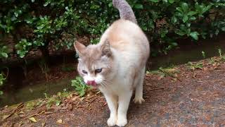 タヌキみたいな白い野良猫について行ってみる