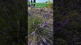 Il Grande Lavoro della Lavanda: Una Centrale di Biodiversità al Boschetto 🐝 #boschettoalimentare