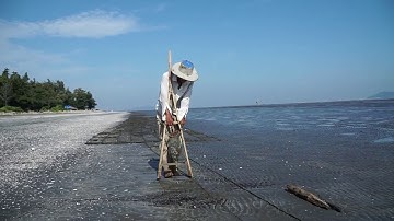 Cào Nghêu tại biển Cần Giờ