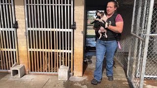 LaBelle Animal Control moves closer to new facility as county population grows