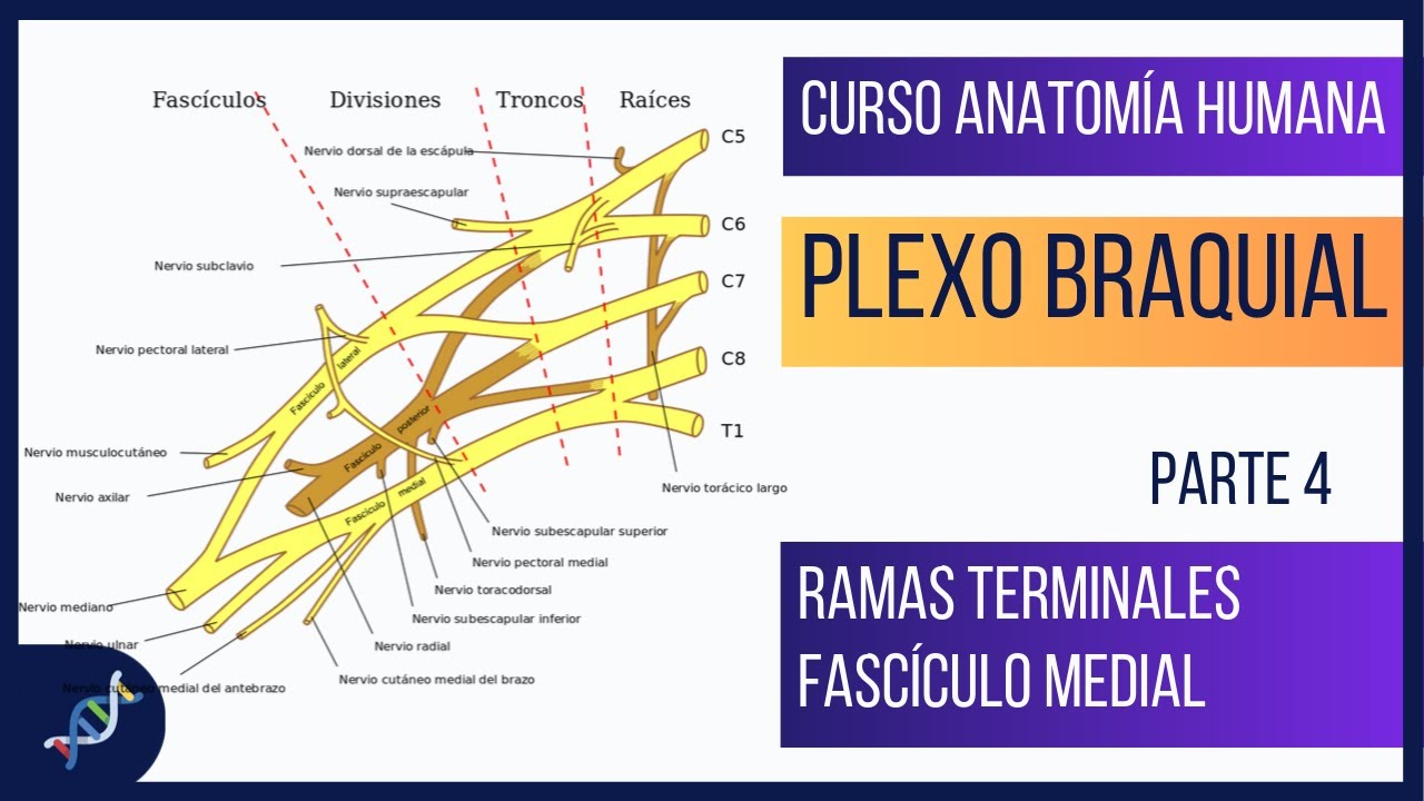PLEXO BRAQUIAL 🤯 Modelo en 3D Ramas Terminales del Fascículo Medial YouTube PLEXO BRAQUIAL 🤯 Modelo en 3D Ramas Terminales del Fascículo Medial YouTube