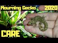 Mourning Gecko Care And Setup 2020