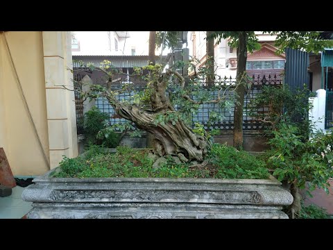 Video SH.1440.Cây gỗ Trắc và cây Sưa đỏ bonsai độc đáo nhà... - youtube