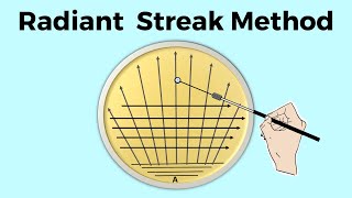Radiant streak method of isolation | Microbiology Part 6