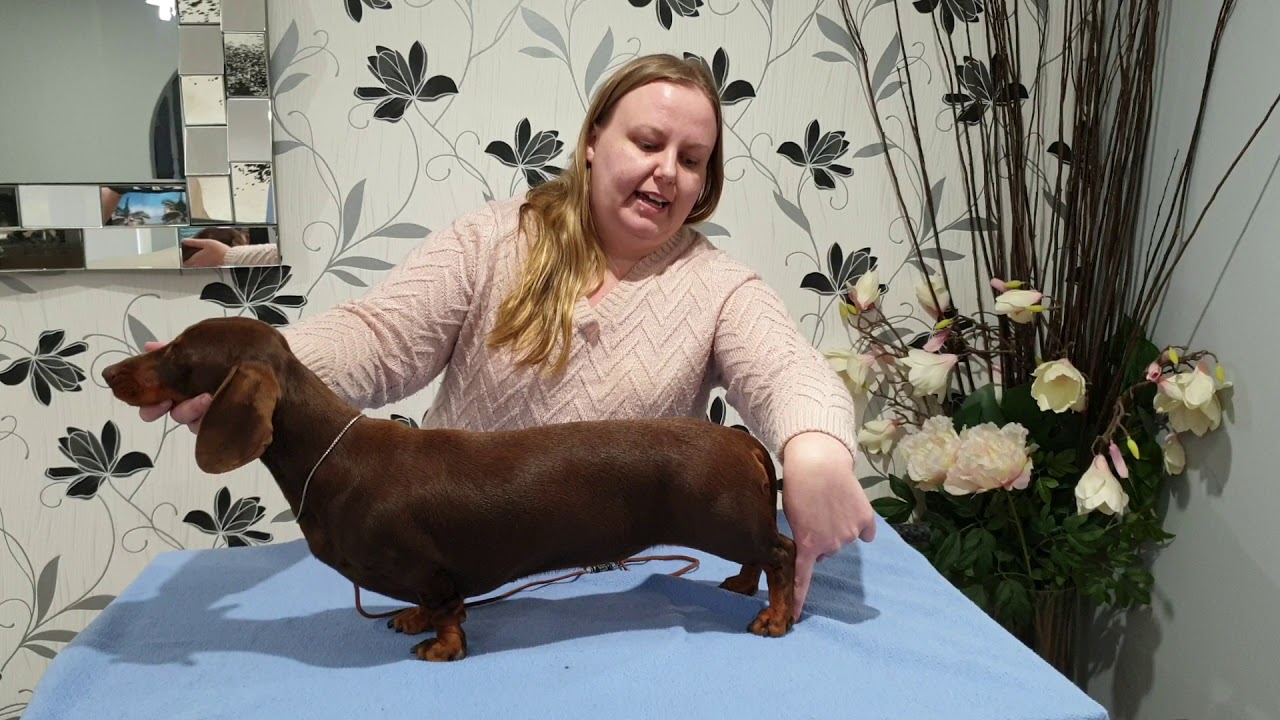 Stacking your dachshund (4 steps) YouTube