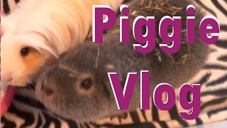Piggie Vlog ~March 2015