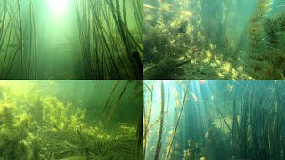 Подводный мир, мелководье. Подводные съемки водоема. Подводная растительность и обитатели.