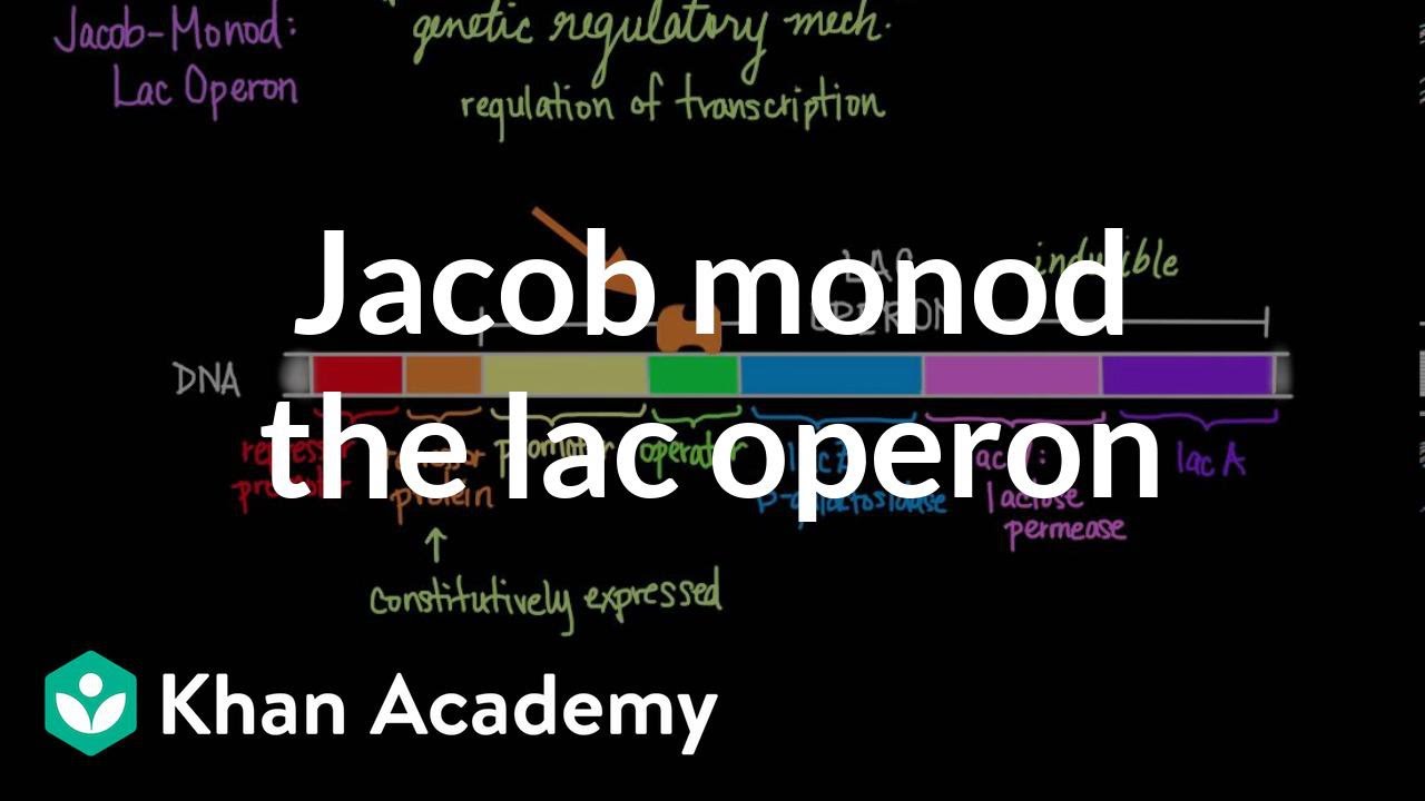 Jacob-Monod: The Lac operon | Biomolecules | MCAT | Khan Academy - YouTube