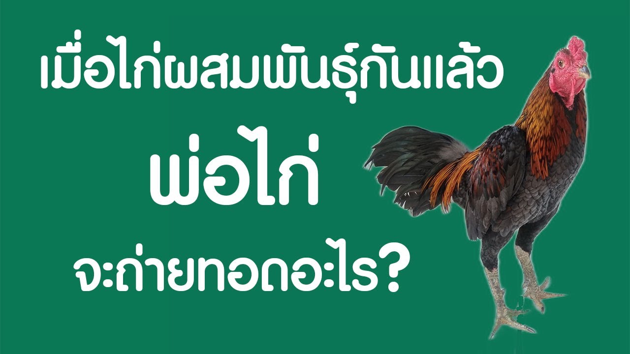 เมื่อไก่ผสมพันธุ์กันแล้ว พ่อไก่จะถ่ายทอดอะไร?