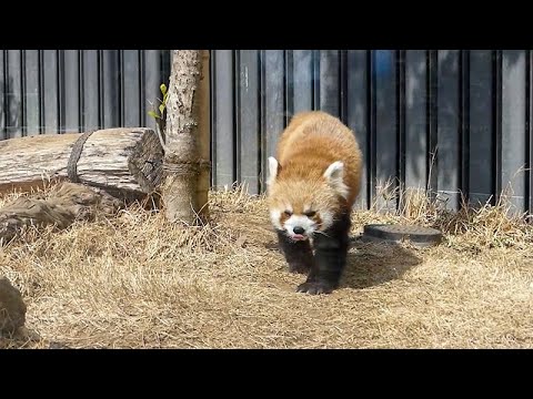パンダのもり シセンレッサーパンダ キジのなかま 22年3月1日10時30分撮影 Youtube