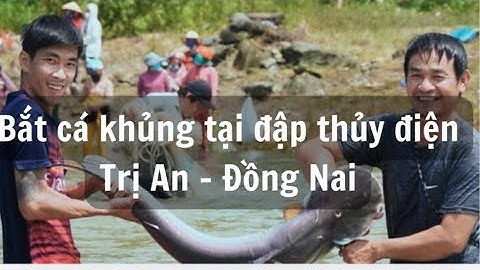 Bắt cá khủng tại đập thủy điện Trị An - Đồng Nai