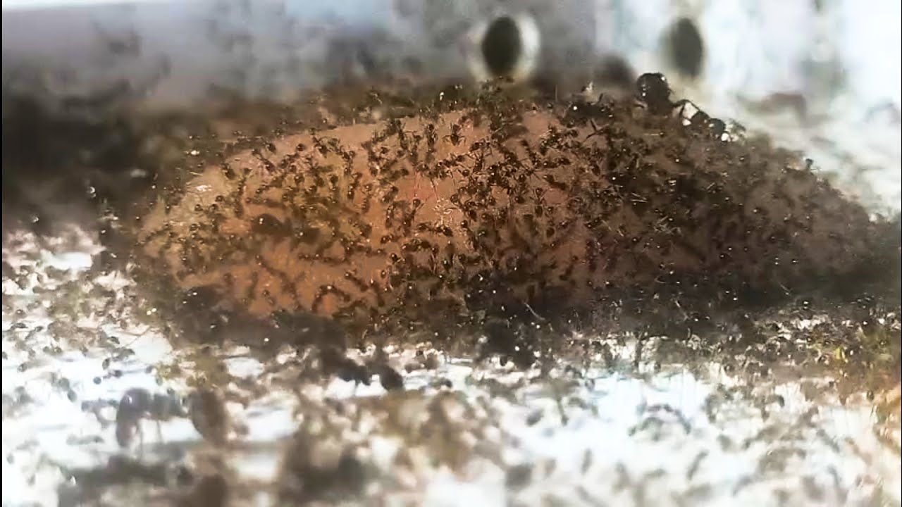 муравьи carebara diversa летс плей серия 1