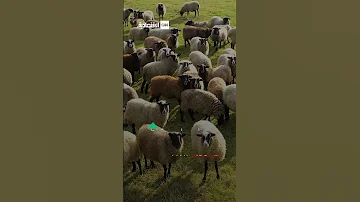 آمال التونسيين تنتعش مع موسم حبوب قياسي 