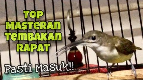 Top Masteran‼️Suara Pijantung Pisang Gacor Full Tembakan Panjang Suara Jernih | Kicau Tembak