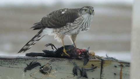 Identifying Raptors 2008