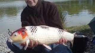 The biggest Koi on Earth | Adorable Fish in Japan
