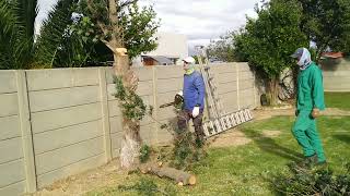 Chainsaw work. Cutting down two medium sized tree's.