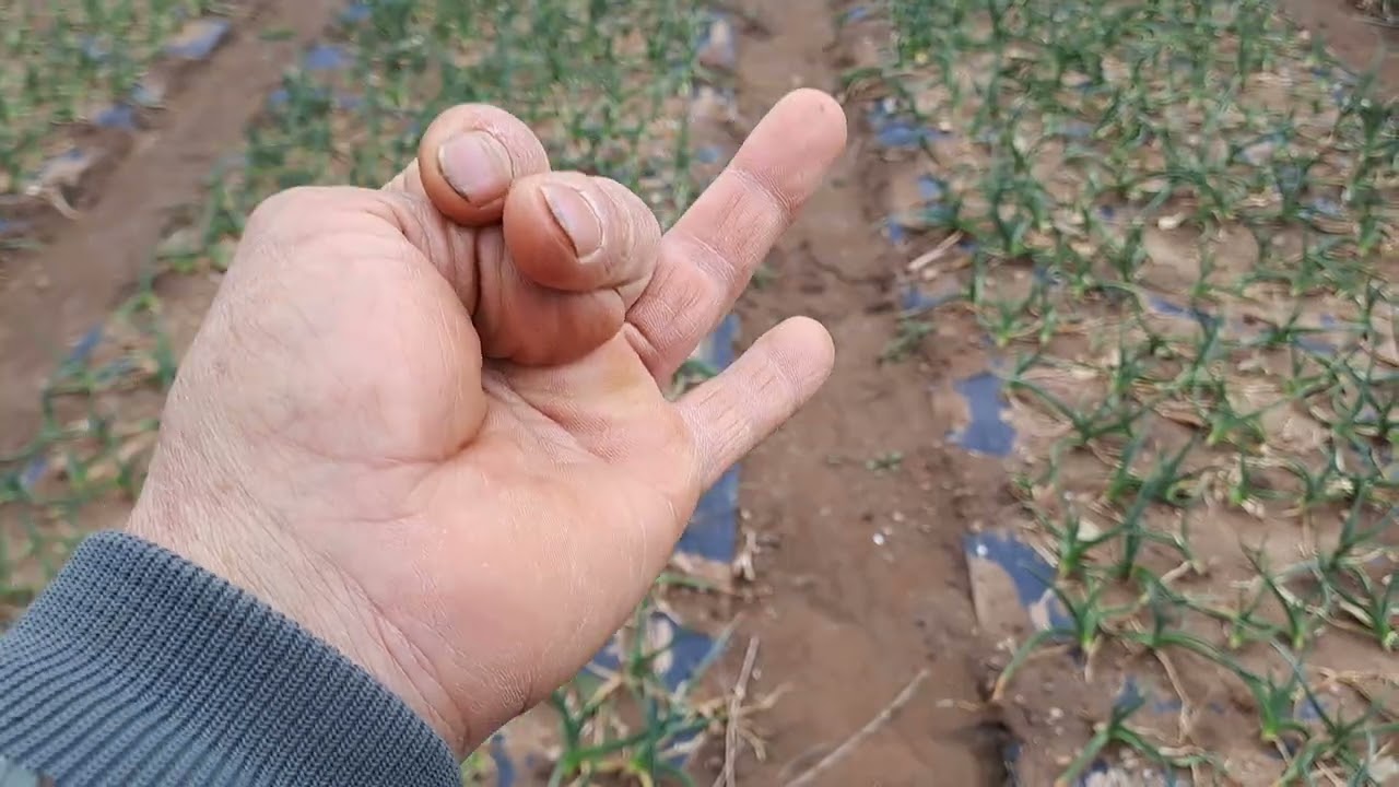 마늘밭 부직포 벗긴후 해야할 작업 마늘 다수확을 위해 꼭 이렇게