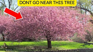 Never Camp Near These Trees!