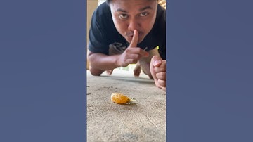 when the hermit crab wants to eat an orange #hermitcrab #snail #milipede #short #shorts #shortvideo