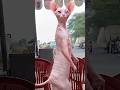 Sphynx Cat Shortsfeed Shorts