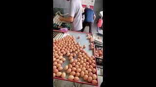 🎁🔴LIVE～Egg Sorting 🥚 2026-08-09
