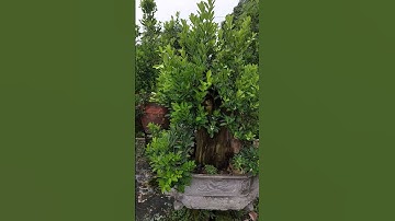 #Cây#Quất Cảnh Bonsai Đẹp#kumquat#shortvideo#trending#shorts#youtubeshorts#ytshorts#yt