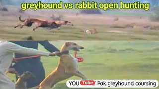 New greyhound dog vs rabbit race Punjab \ khargosh ka shikar in Pakistan by Pak Greyhound coursing 1,233 views 2 years ago 1 minute, 34 seconds