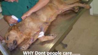 Just a few of the animal cruelty and abuse recorded in 14 days July...