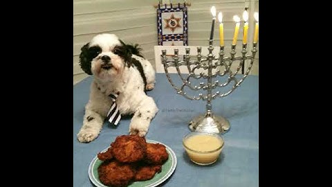 Thumbnail of Teddybear Dog sings "The Latke Song"