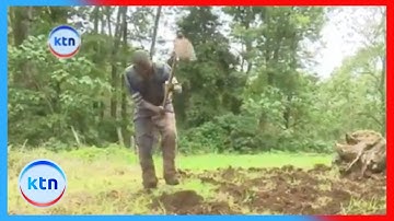 Mixed reactions as President Ruto’s logging ban lift sparks debate